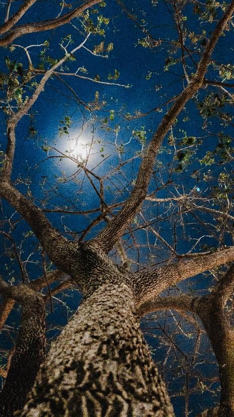 Looking straight up the trunk of a bare tree into a night sky with the moon behind its branches