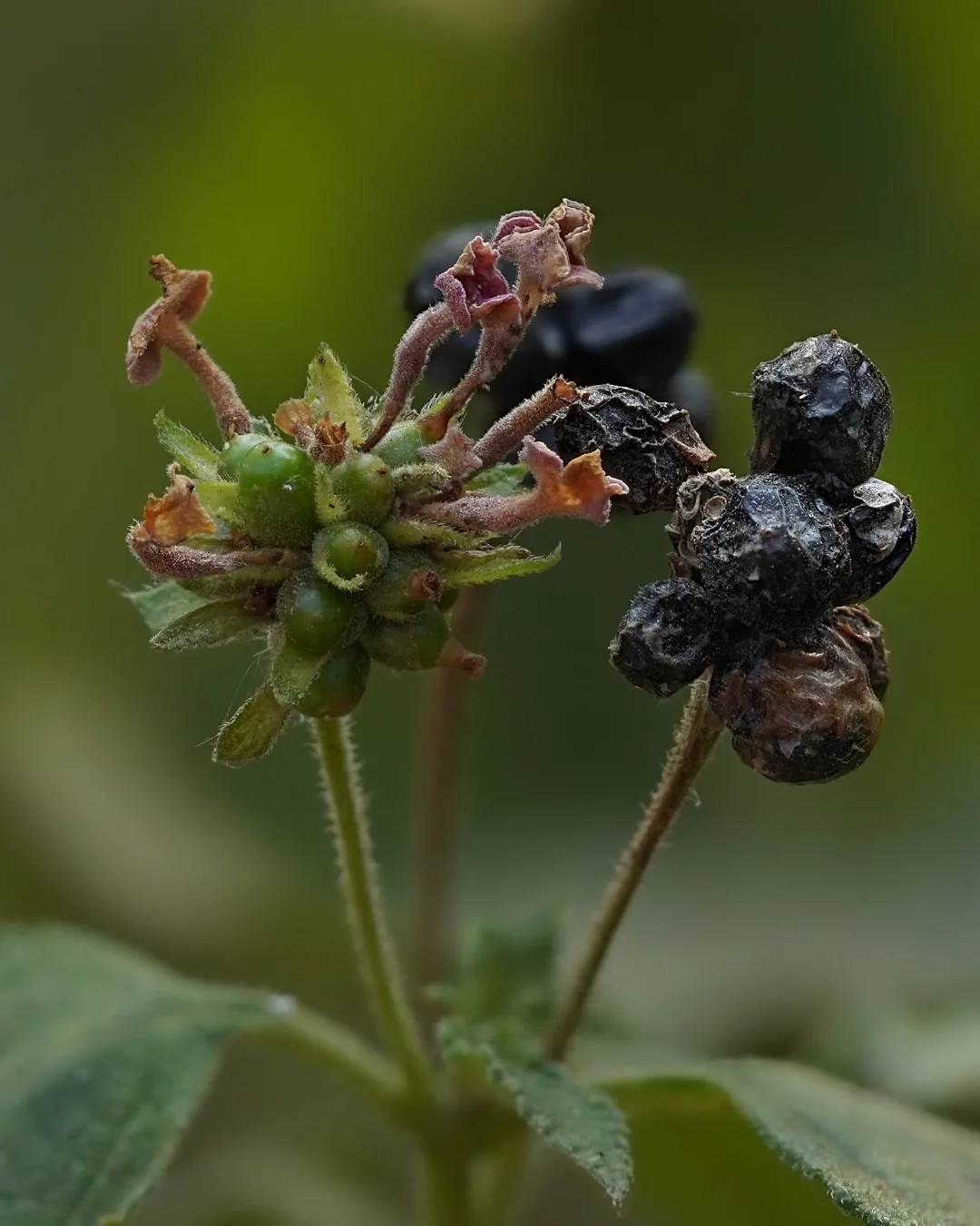 A photograph from ARAI Hills / Vetal Tekdi Morning