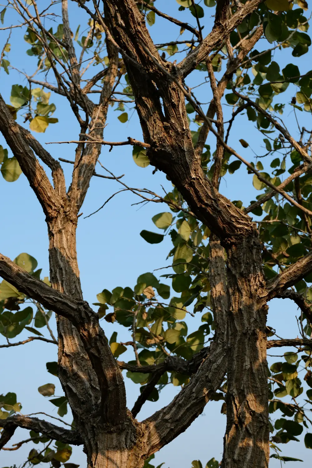 A photograph from ARAI Hills / Vetal Tekdi Morning